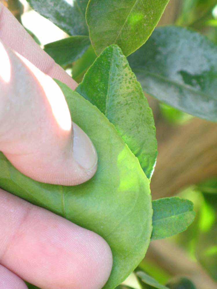              Margin (Riverside, CA)       